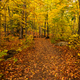 Golden leaves in the Autumn Forest