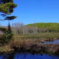 By lily Pond at Porcupine Mountains State Park, Michigan