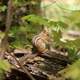 Chipmunk in the forest at Porcupine Mountains State Park, Michigan