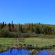 Forest and Pond at Porcupine Mountains State Park, Michigan