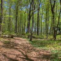 Forest at Porcupine Mountains at Porcupine Mountains State Park, Michigan