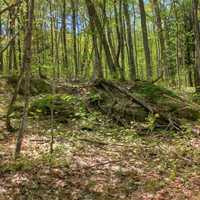 Forest and trees at Porcupine Mountains State Park, Michigan