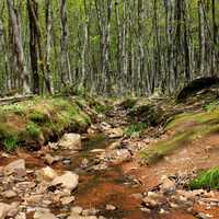 Stream flowing through the woods at Porcupine Mountains State Park, Michigan