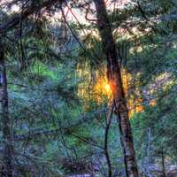 Sunset between the trees at Porcupine Mountains State Park, Michigan