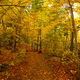 Tall Photo of Autumn leaves in Porcupine Mountains