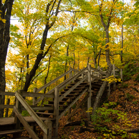 Wooden Stairs in the forest