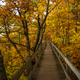 Wooden Walkway with trees and autumn leaves