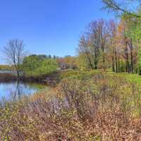 Shore with tall plants at Twin Lakes State Park, Michigan