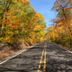 Autumn forest on the side of the road