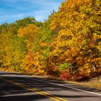 Roadside Autumn Leaves in the UP