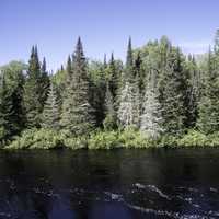 Pine Trees on the opposite shore in Van Riper State Park, Michigan