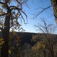 Forest view from between 2 trees at Beaver Creek Valley State Park, Minnesota