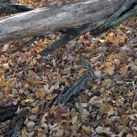 Leaves on the forest floor at Beaver Creek Valley State Park, Minnesota