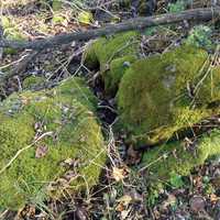 Moss on rock at Beaver Creek Valley State Park, Minnesota