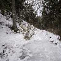 Hiking path through the snow in the forest at Cascade River State Park, Minnesota