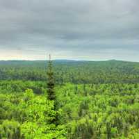Overview of the forest landscape at Cascade River State Park, Minnesota