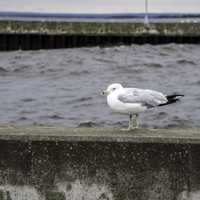 Seagull on the pier wall in Duluth, Minnesota