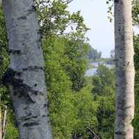 View through Trees at Gooseberry Falls State Park, Minnesota