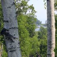 View through Trees at Gooseberry Falls State Park, Minnesota