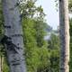 View through Trees at Gooseberry Falls State Park, Minnesota