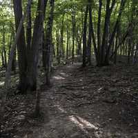 Forest Path with trees and shadows in Great River Bluffs State Park