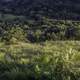 Looking down into the Valley with grasses and trees