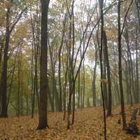 Forest with Mist at Great River Bluffs State Park, Minnesota