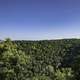 Trees of the Forest under the blue sky in Great River Bluffs State Park