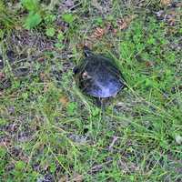 A turtle at lake Itasca state park, Minnesota