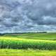 Landscape of Cornfields in Minnesota