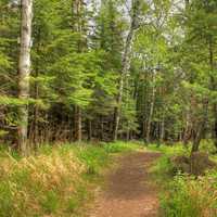 Forested Pathway at Split Rock lighthouse Minnesota