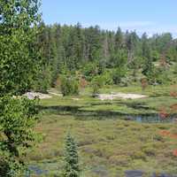 Colorful Marsh