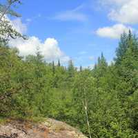 Interior Forest at Voyaguers National Park, Minnesota