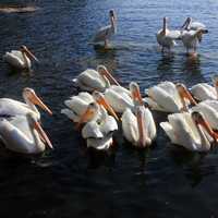 Pelicans in the Bay at Voyaguers National Park, Minnesota