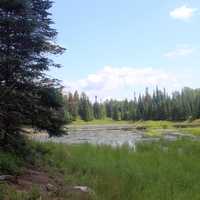 Pond/Marshy Area at Voyaguers National Park, Minnesota