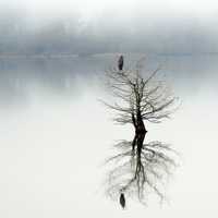 Egret on tree in middle of lake