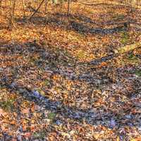 Leaves on the forest floor at Babbler State Park, Missouri