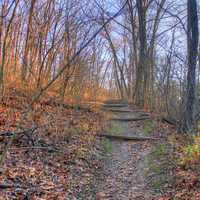 Steps up the hill at Babbler State Park, Missouri