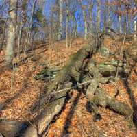 Trees felled in park in Babbler State Park, Missouri