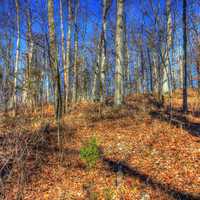 Up the Hill at Babbler State Park, Missouri