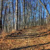 Winter Path in Babbler State Park, Missouri