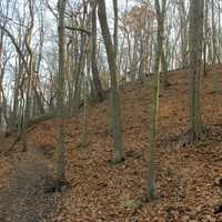 Forest at Castlewood State Park, Missouri