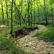 Dry Riverbed at Cuivre River State Park, Missouri