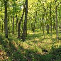 Forest Hiking Trail