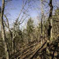 Trees in the winter in the Current River Trail in Echo Bluff State Park, Missouri