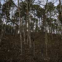 Trees on the Hill in Hawn State Park, Missouri