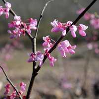 Pink Flowers