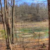 Through the Trees at Johnson's Shut-Ins State Park