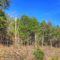 Green Trees at Johnson's Shut-Ins State Park