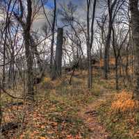 The Hiking trail at Meramec State Park, Missouri